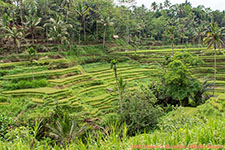 rice terraces